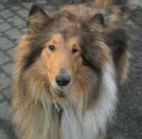 Mehr �ber Ingo