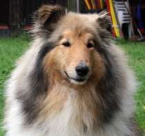 Mehr �ber Dusty