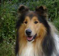 Mehr �ber Scotty