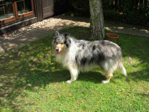 borchi